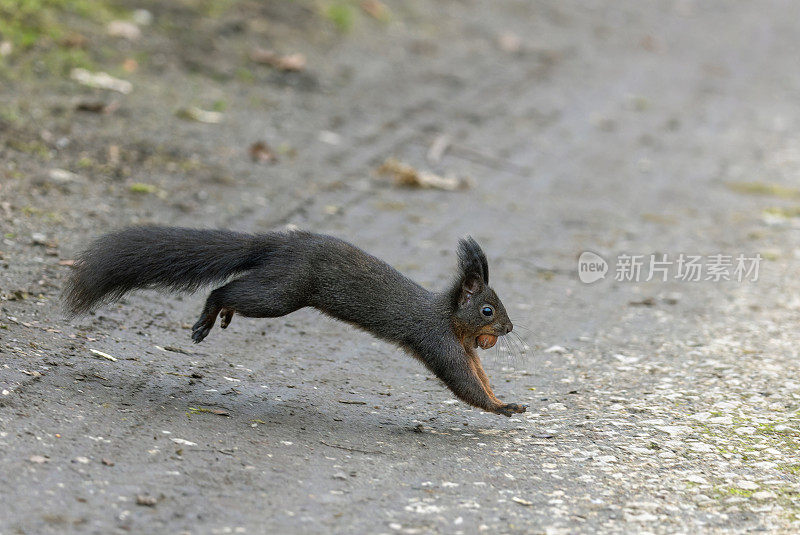 红松鼠或欧亚红松鼠(Sciurus vulgaris)